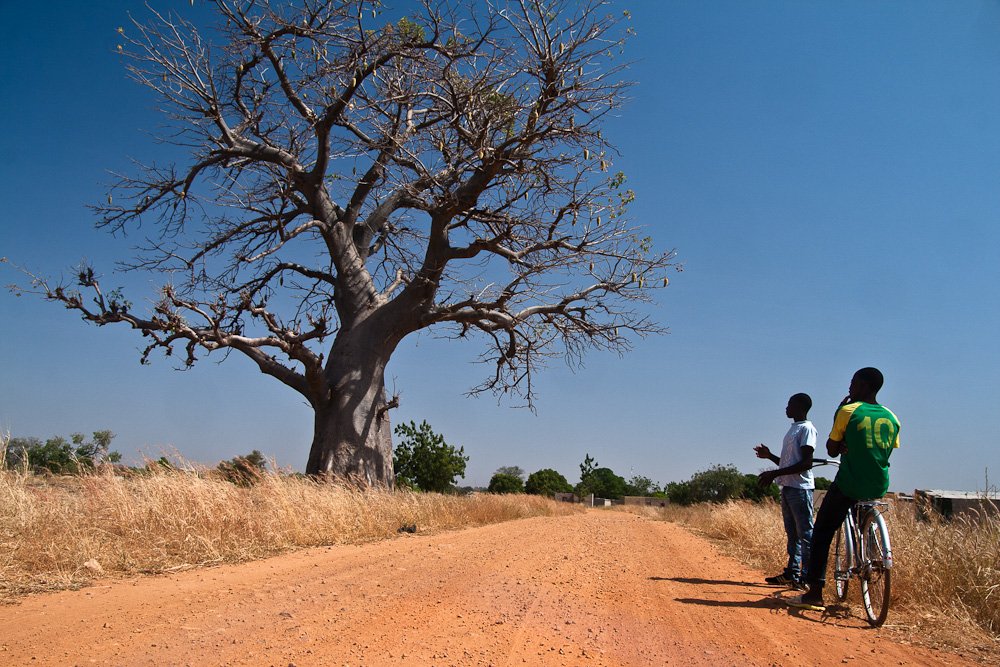 Baobab road