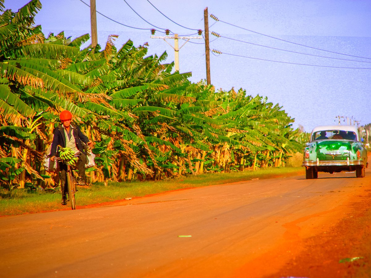Banana plantation road