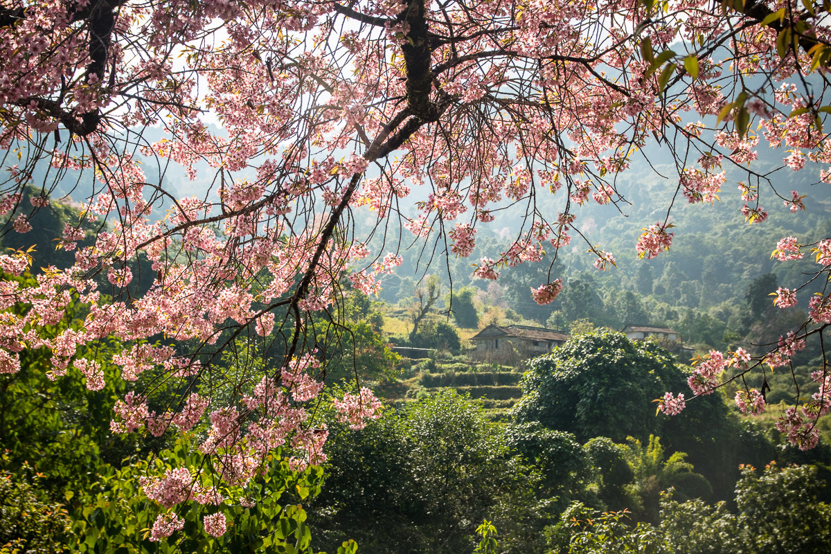 Himalaya cherry blossom