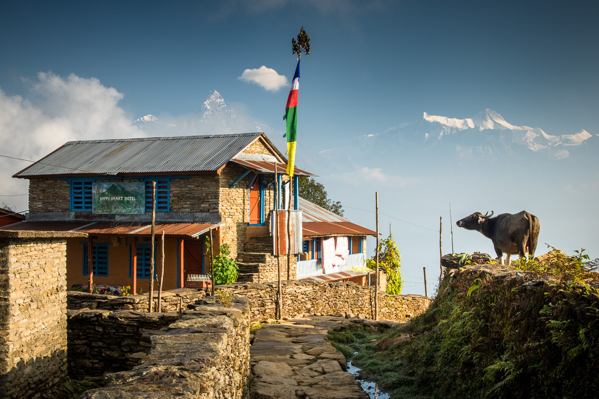 Himalaya yak