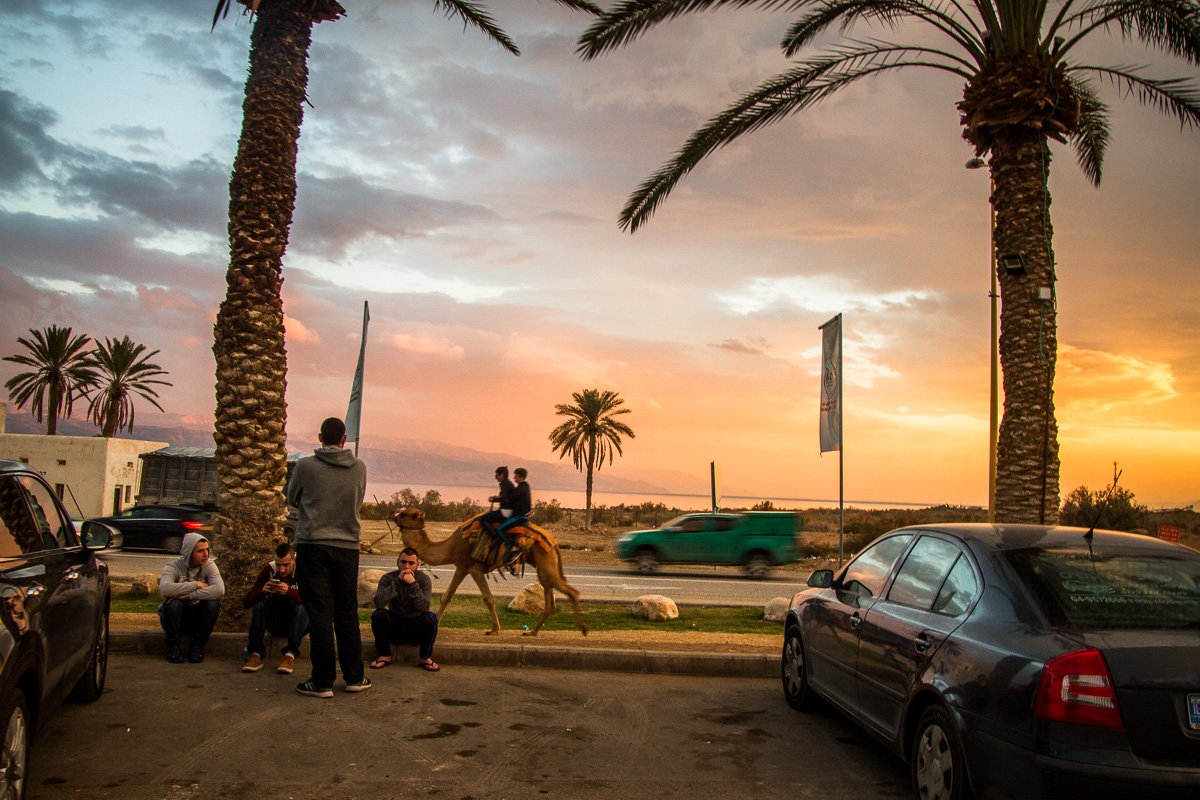 Camel ride urban