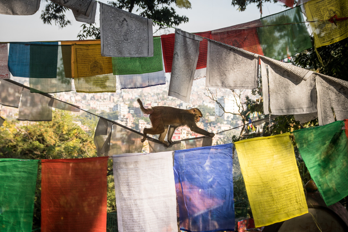 Kathmandu Swayambhunath Temple monkey Tibetan flags