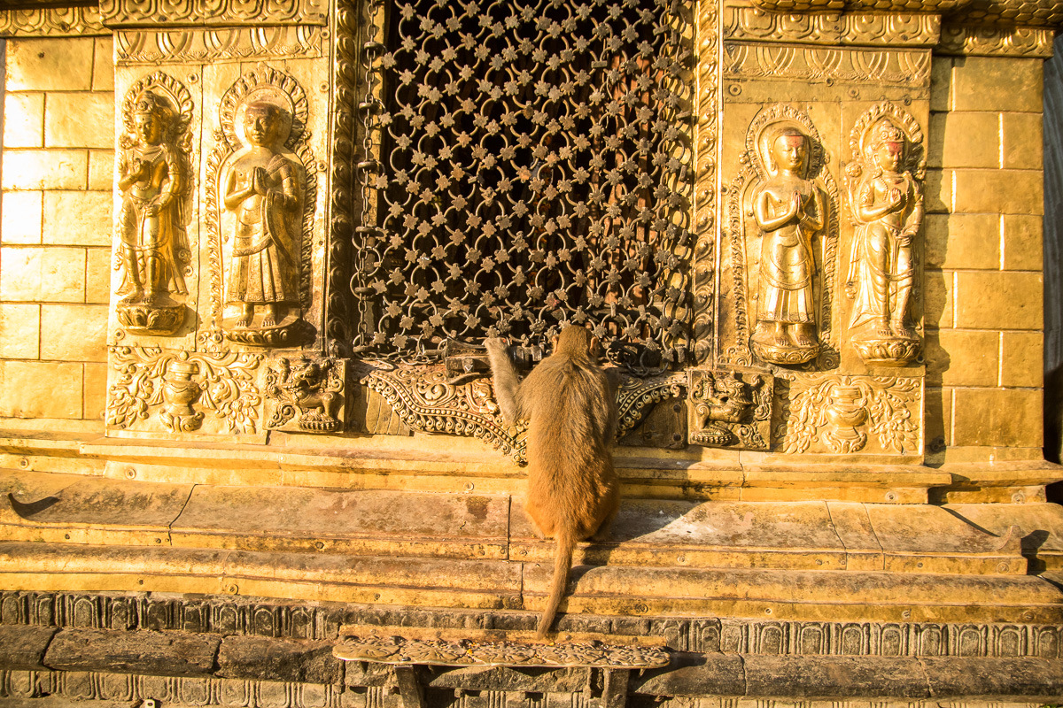 Kathmandu Swayambhunath Temple monkey praying
