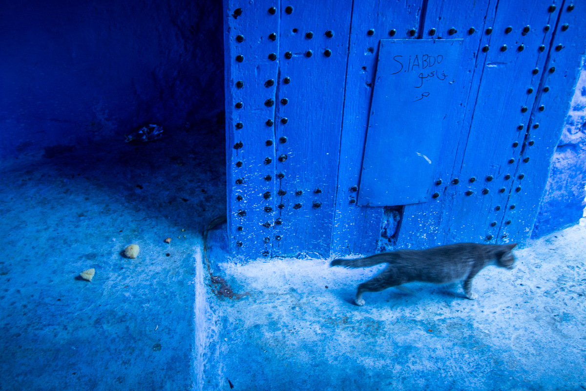 Chefchaouen cat