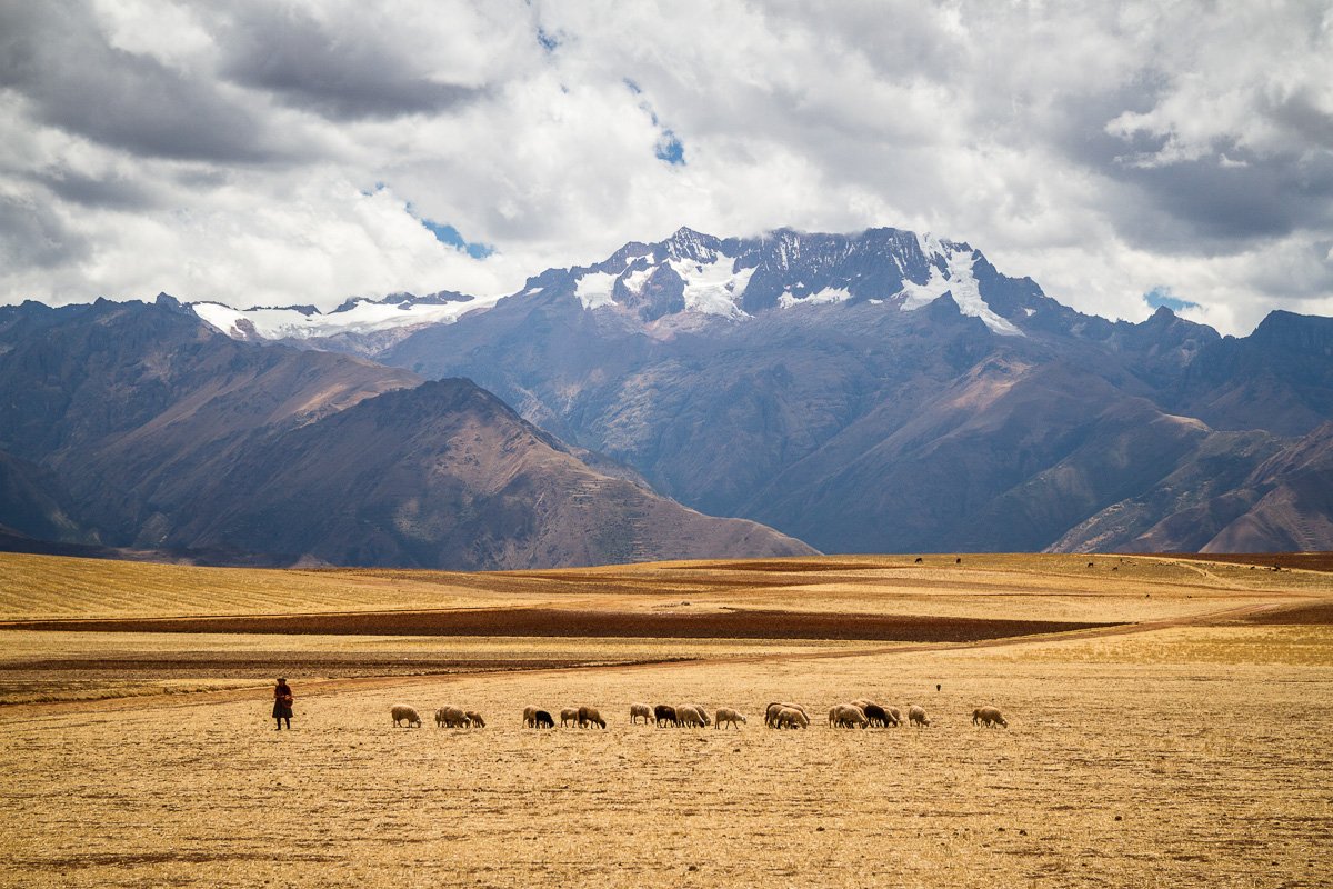 Sheep woman mountains