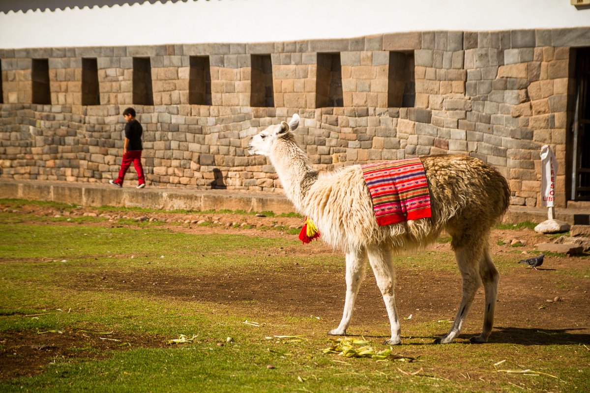 Llama and a boy