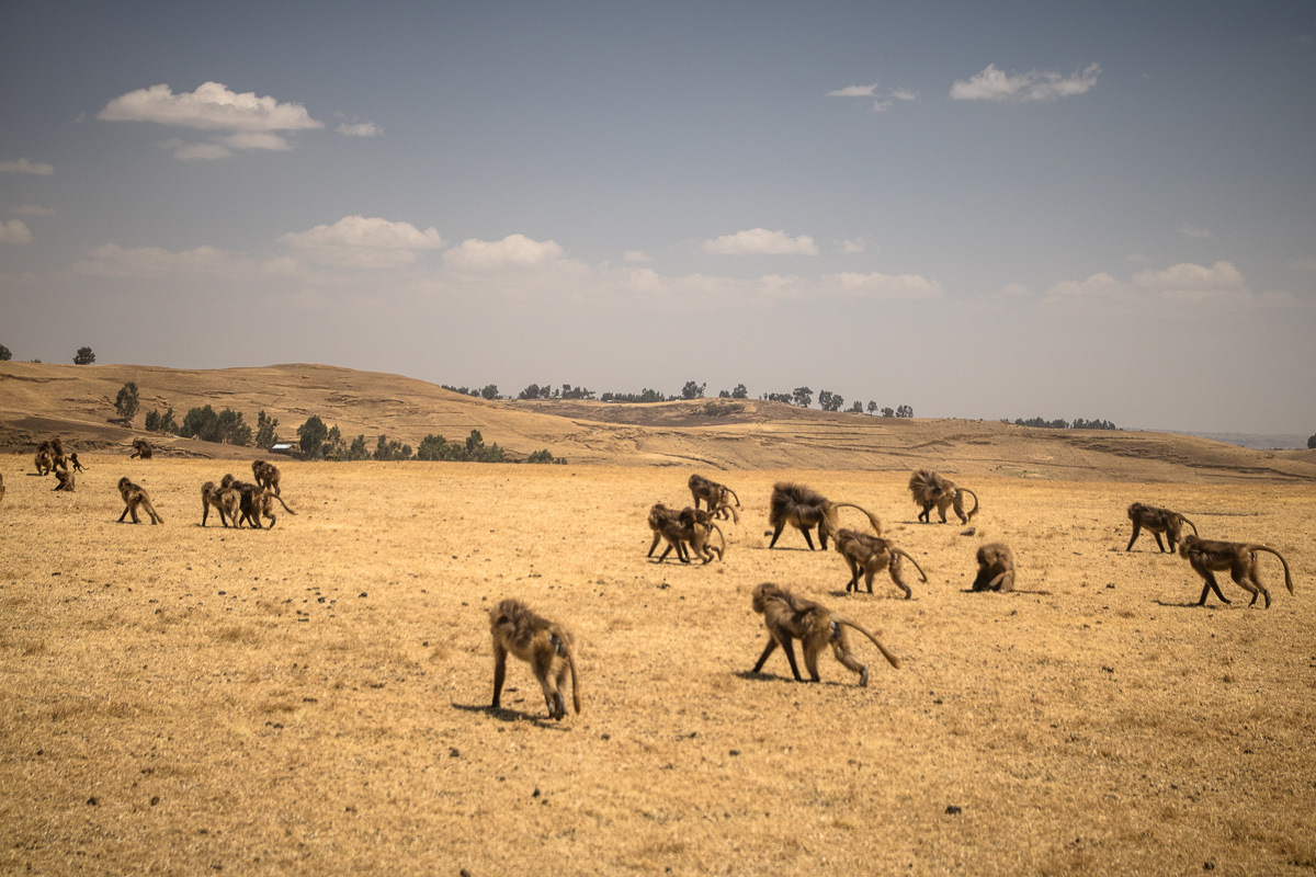 Simien-13