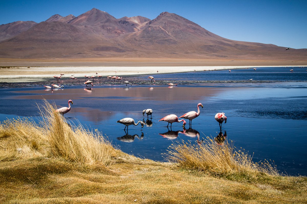 Flamingoes