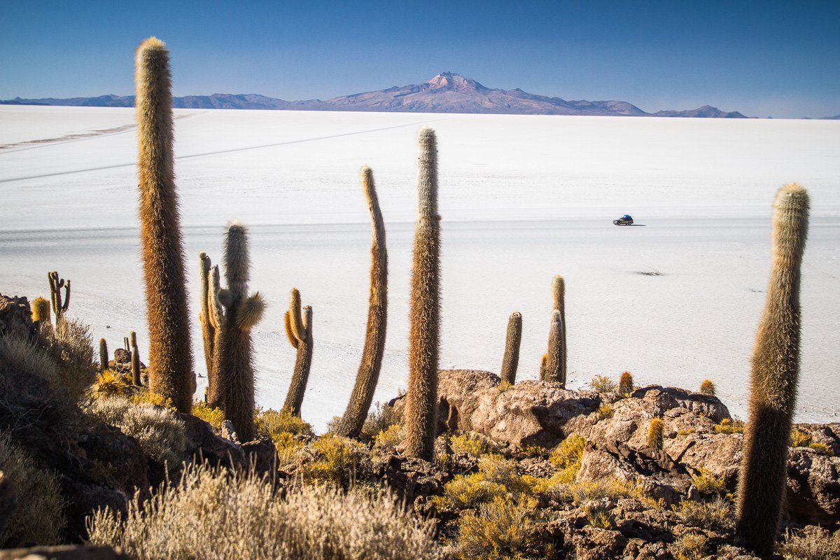 Uyuni cactus island